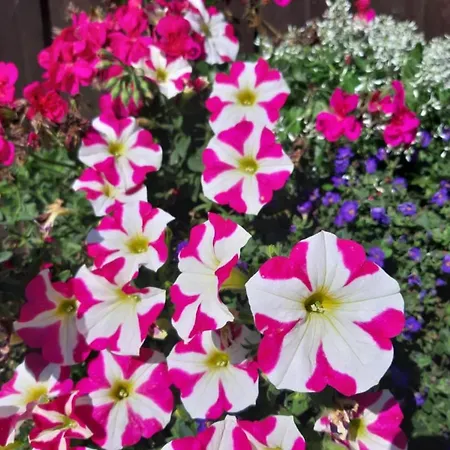 Lägenhet Bergchalet Mirabell - Hofgut Friedrichshafen