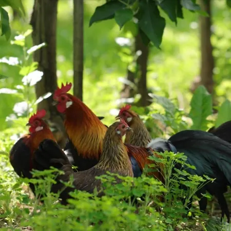 Bergchalet Mirabell - Hofgut Friedrichshafen