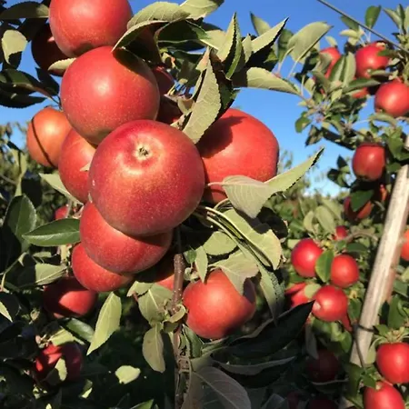 Lägenhet Bergchalet Mirabell - Hofgut