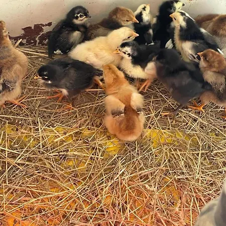 Lägenhet Bergchalet Mirabell - Hofgut