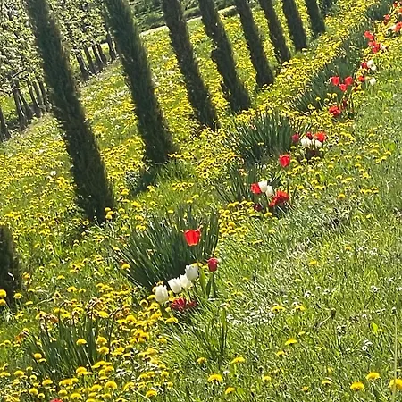 Lägenhet Bergchalet Mirabell - Hofgut *